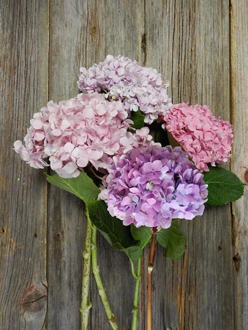 ASSORTED HYDRANGEAS